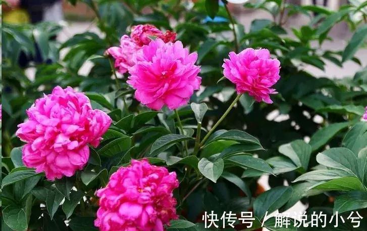 休眠|误区,这8种花冬季千万不要保暖,否则春天反而不开花