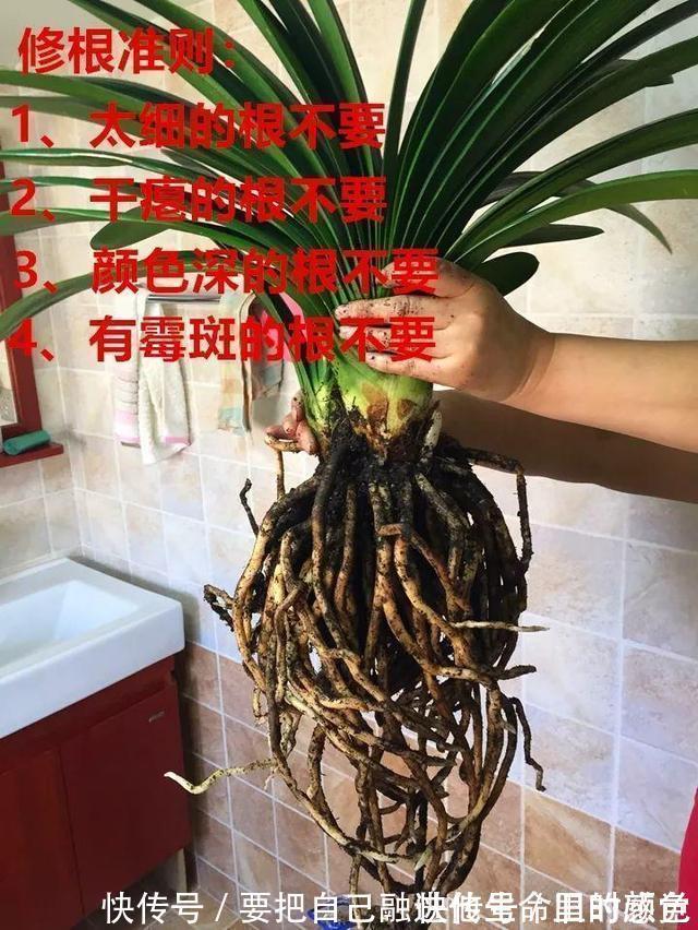 兰花|秋凉后,养3种花,最好换盆、换土,到时候不开花、黄叶