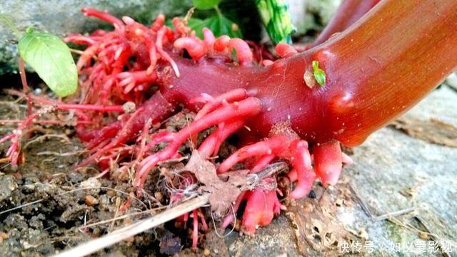 这种花是天然“染发剂”,阳台种几盆,白发去无踪