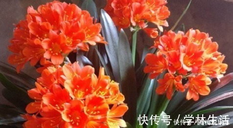 新手养护花卉，掌握3个方面，次次开花“爆盆”，叶片绿滴油！