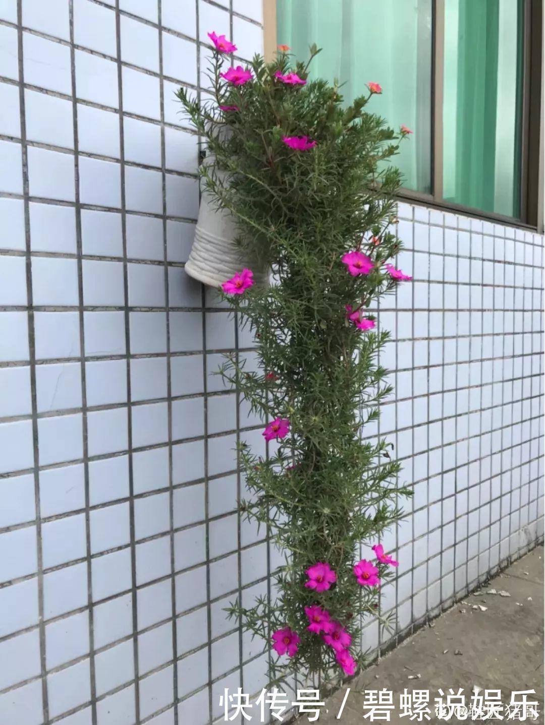 这花枝条剁8段,沾土就能活,3天生根7天开花!