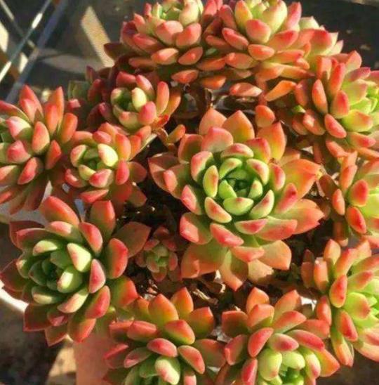 新手养不好多肉植物?多半是6件事做错了,来看看你中了几招?