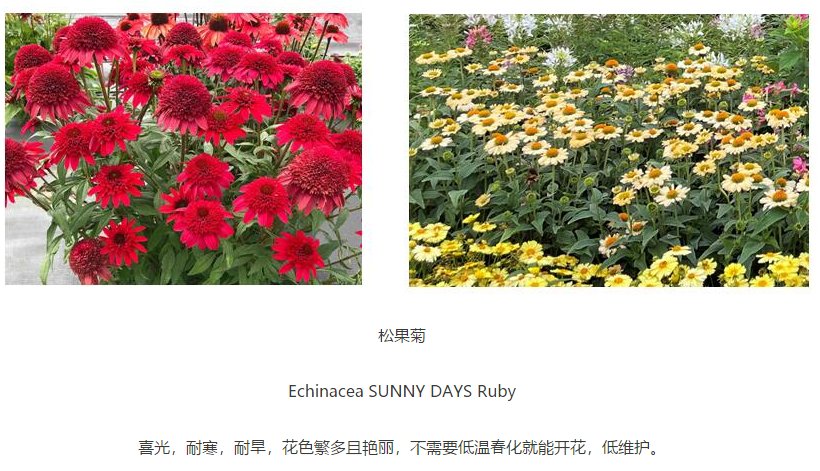 开天辟地 花坛 全网搜