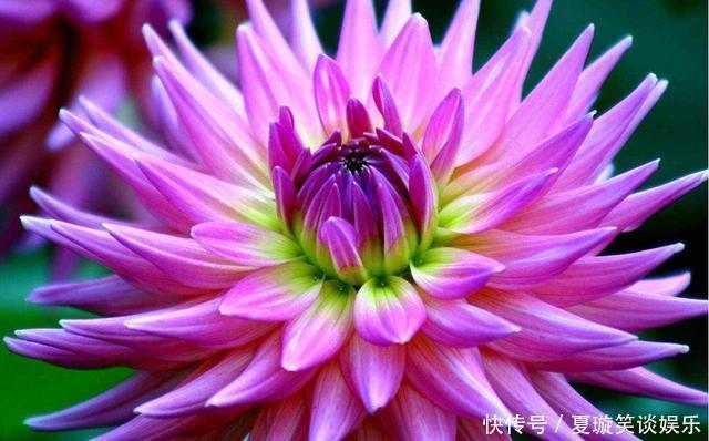 花期|家有庭院就养5种花,夏天开正旺,花期长花朵多,一盆开出200朵花