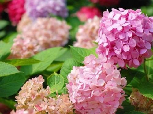 几种花,开花漂亮又好养,开花爆盆很漂亮,颜值超高的