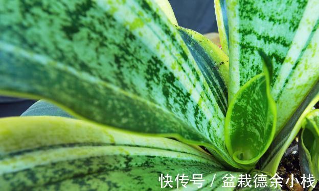 34种常见花草耐冻极限温度,哪些该搬到室内养,一清二楚