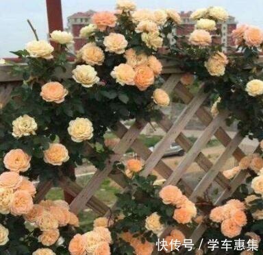 春季养月季,一定要掐芽,开花多10倍,长得枝肥叶壮,爬满阳台!