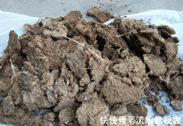 旧土|养花旧土别扔,“3样”东西加一点,土质肥沃,养花特旺,开花多