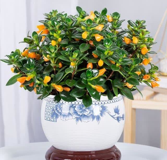 适合勤人养的花,修剪越勤、生长越旺,不建议懒人养,容易长成草