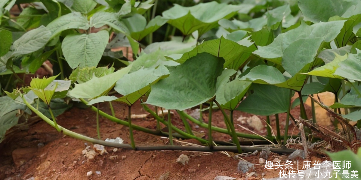 滋养肌肤的食物,推荐大家常吃,加速肠胃蠕动