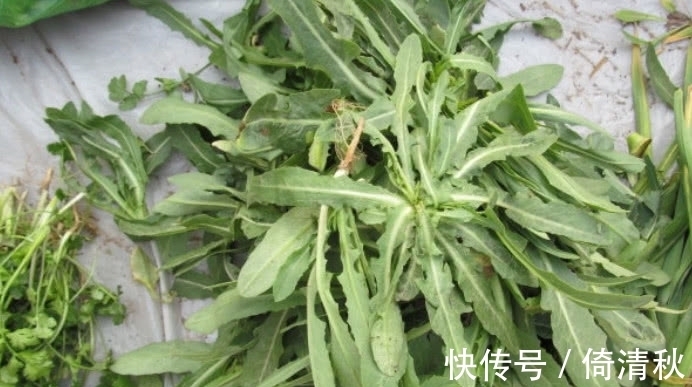 野菜|农村人人识的一种“野草”,它能吃还是好药材,价值宝贵如今稀少