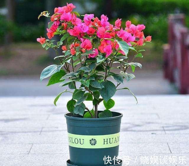 三角梅开花少、不开花学会这“3招”，不出1个月，开成大花球！