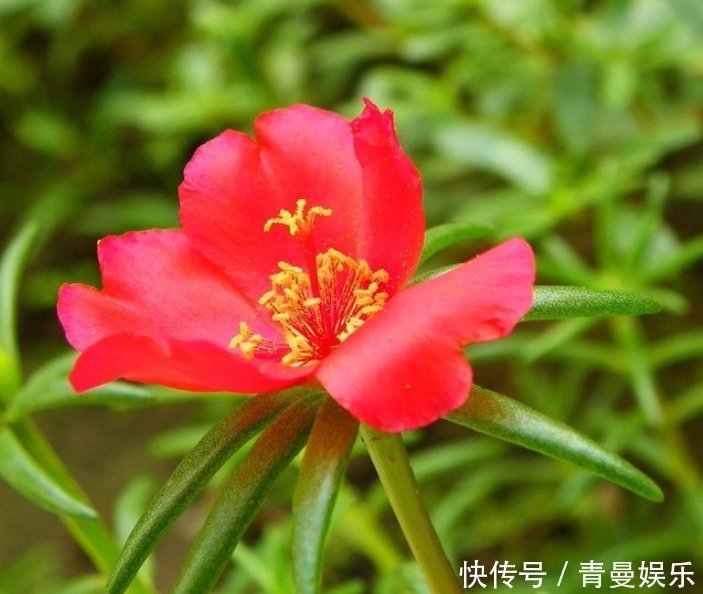 “识货人”都养4种花，简单好养，一年就能长满盆