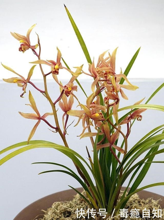 这些花草别买,商家想方设法让你花钱,实物真的太假了!