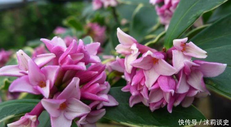 养花试试这几款,花开繁盛花香怡人,养盆放阳台美极了
