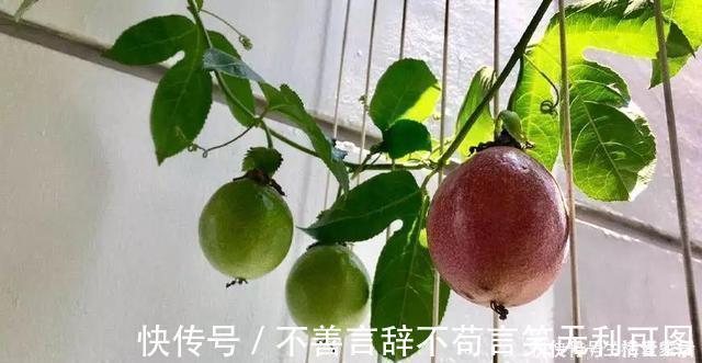 阳台上|还在苦苦养花吗?今年都流行种果树了,开完花就结果,味甜真不错