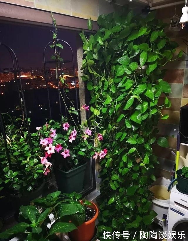 肥料|绿萝的最爱,家家都有,2周喂一点,叶子油绿翠亮,新叶巴掌大