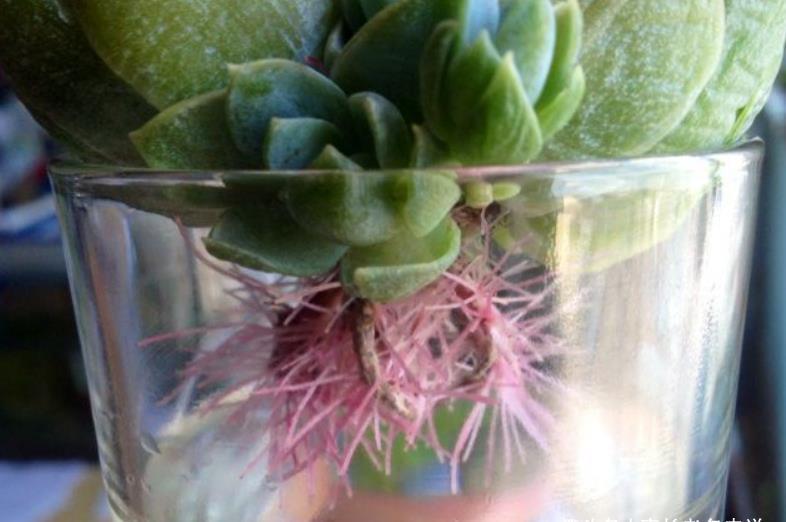 茎秆|多肉茎秆断了想还原是不可能的,但会操作的话可以多得一棵多肉