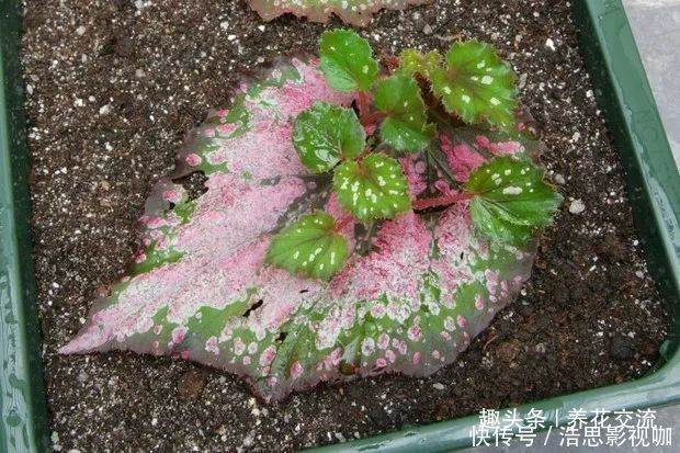 幼苗|秋海棠用叶子繁殖，一片叶可培育很多幼苗，用珍珠岩就行了