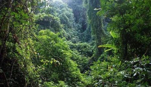 中国最奇特的热带雨林,拥有著名的“擎天树”,最高可达88米!