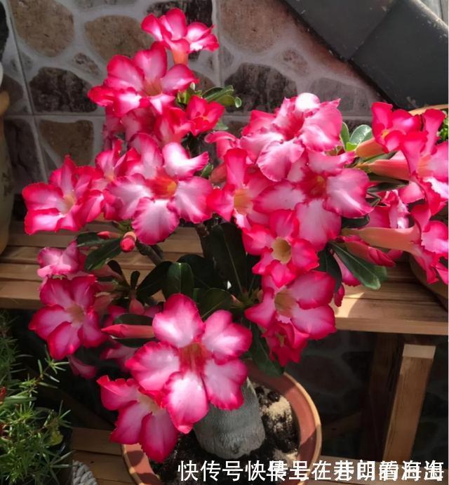 天冷|天冷了,15种漂亮花喜欢“大太阳”,多晒长得壮,花更多