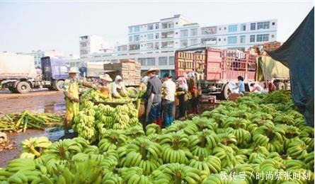 成熟|买香蕉时,直的和弯的有何差别小贩区别太大,别买错