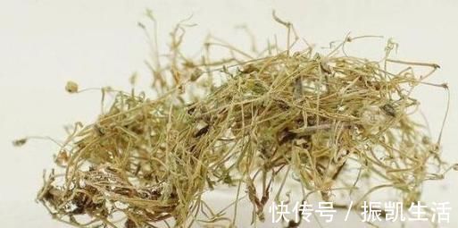 鼻炎|农村路边的漆姑草,清热解毒、杀虫止痒,城里人想吃也买不到!