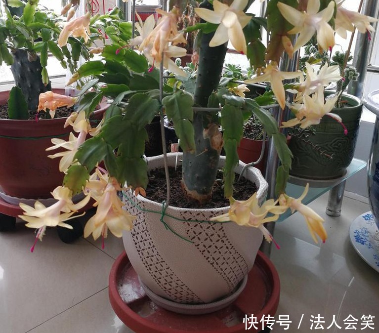 盆栽|天热养蟹爪兰,解锁浇水密码,度夏容易,盆栽照样嗖嗖长新叶