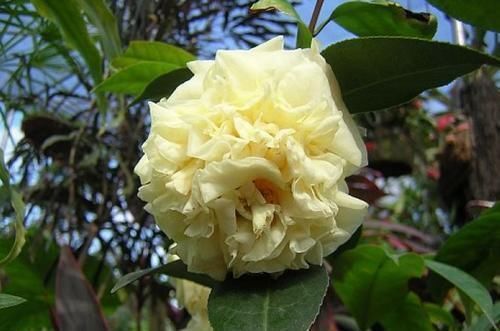 山茶科|此花是中国传统名花,颜值不输牡丹月季,是家庭盆栽佳品!