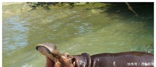 母乳动物 为何多数动物的“生殖器官”都长在身体后半部?专家:本能反应