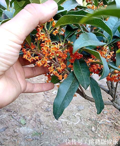 做好“4不要”，桂花树上开满花，叶片油绿旺盛，满院飘香