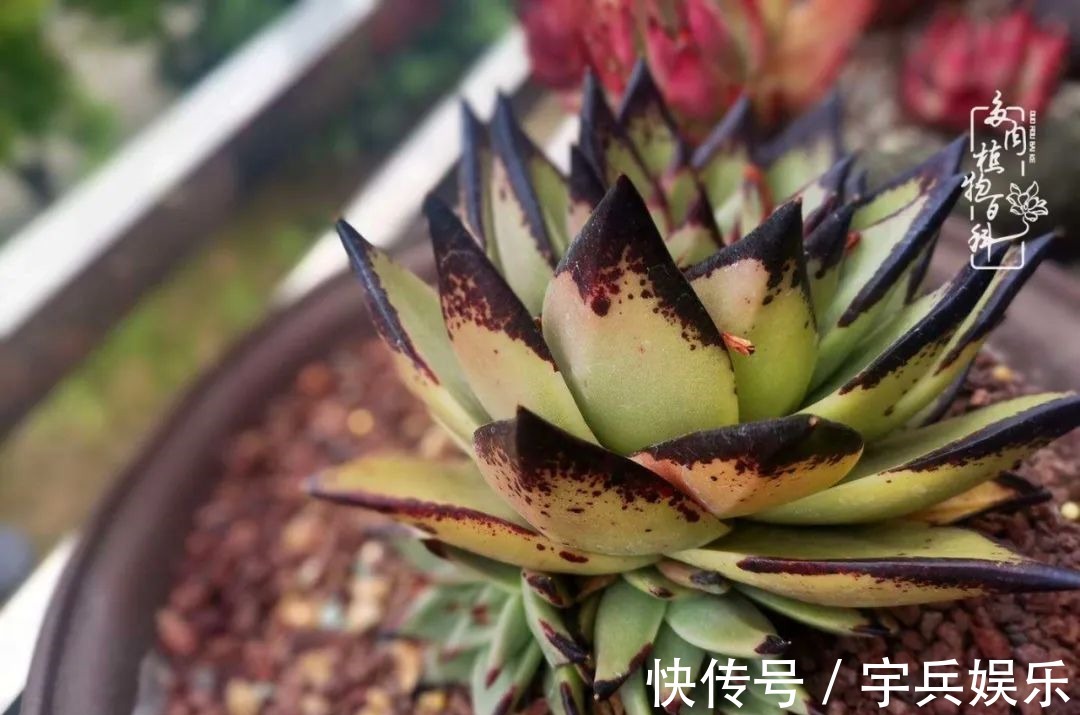 多肉植物|养多肉三年多九万里悟道，终归诗酒田园！