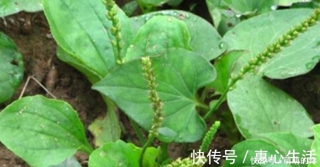 肝细胞|乙肝还能活多久?养肝记住“2个不”,一棵野草清肝毒