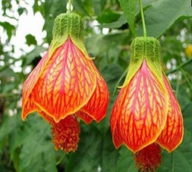 世界上“最美”的5种垂吊花,婀娜多姿,看一眼就心醉,太漂亮了