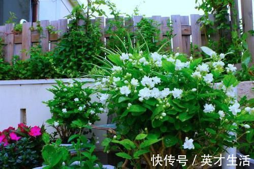 郁郁葱葱|几种耐阴花,最怕晒太阳,一晒就黄叶,看看你养了几种