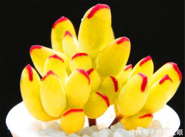 多肉植物度夏难3个巧办法,不黑腐不烂根,到了秋季蹭蹭长