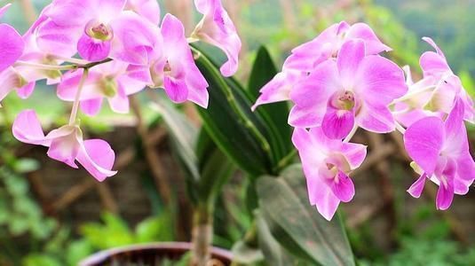 身体|对身体好的石斛兰,老中医们也爱养,赶快养一盆,长寿又健康