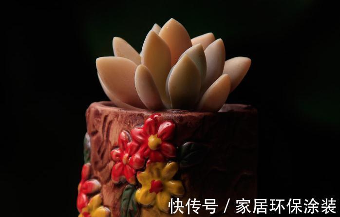 童话里走出来的多肉，就是你的王子，你细细体会