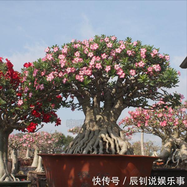 7种“富贵花”,客厅养一盆很合适,越养越值钱,能活一百年