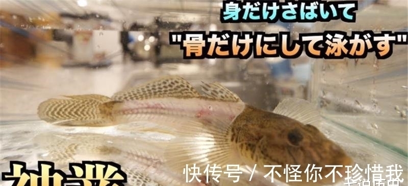 日本发明的“骨泳”，将活鱼肉剃光，再放回缸里，鱼还活着