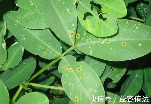 桂圆|失眠不用急，多吃这几种食物，促睡眠调五脏，让你一觉到天亮