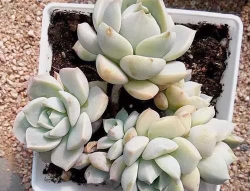 新手养多肉植物，春天牢记3个字，根不烂，个个胖嘟嘟