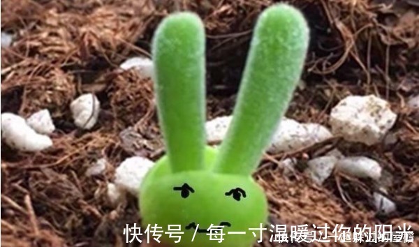 此花就像熊猫的爪子,花语是珍贵,保佑主人一帆风顺!