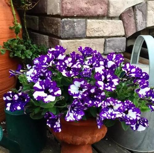  花色|花色奇特的1种阳台花卉，花苞梦幻，比牡丹还漂亮，比绿萝还爱长