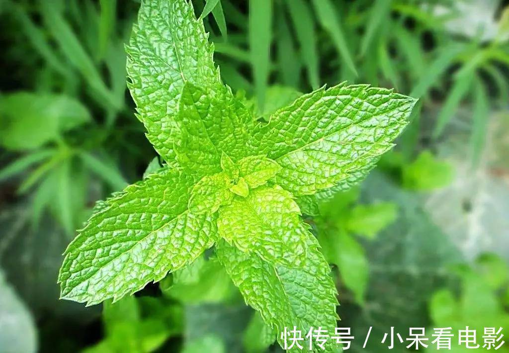 此花是充满了希望的植物,寓意着就算是不顺意的人生也要充满希望