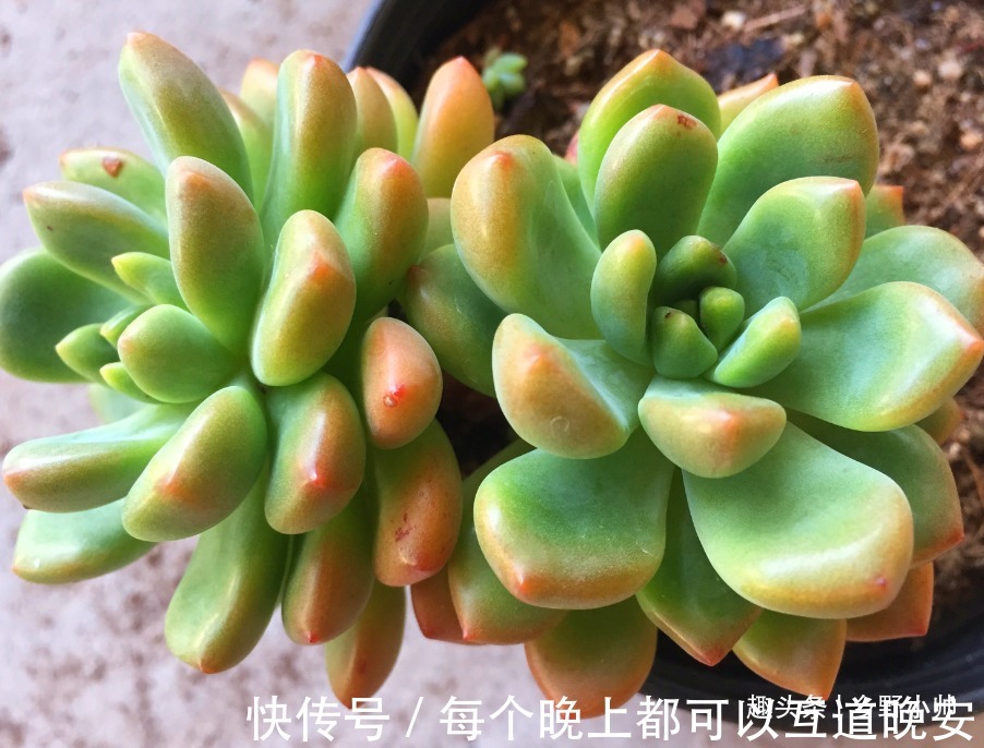 多肉一次浇多少水合适“干透浇透”坑了多少人,看完这些才明白
