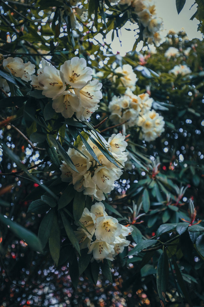 ［百里杜鹃］花开百里，只为遇见你