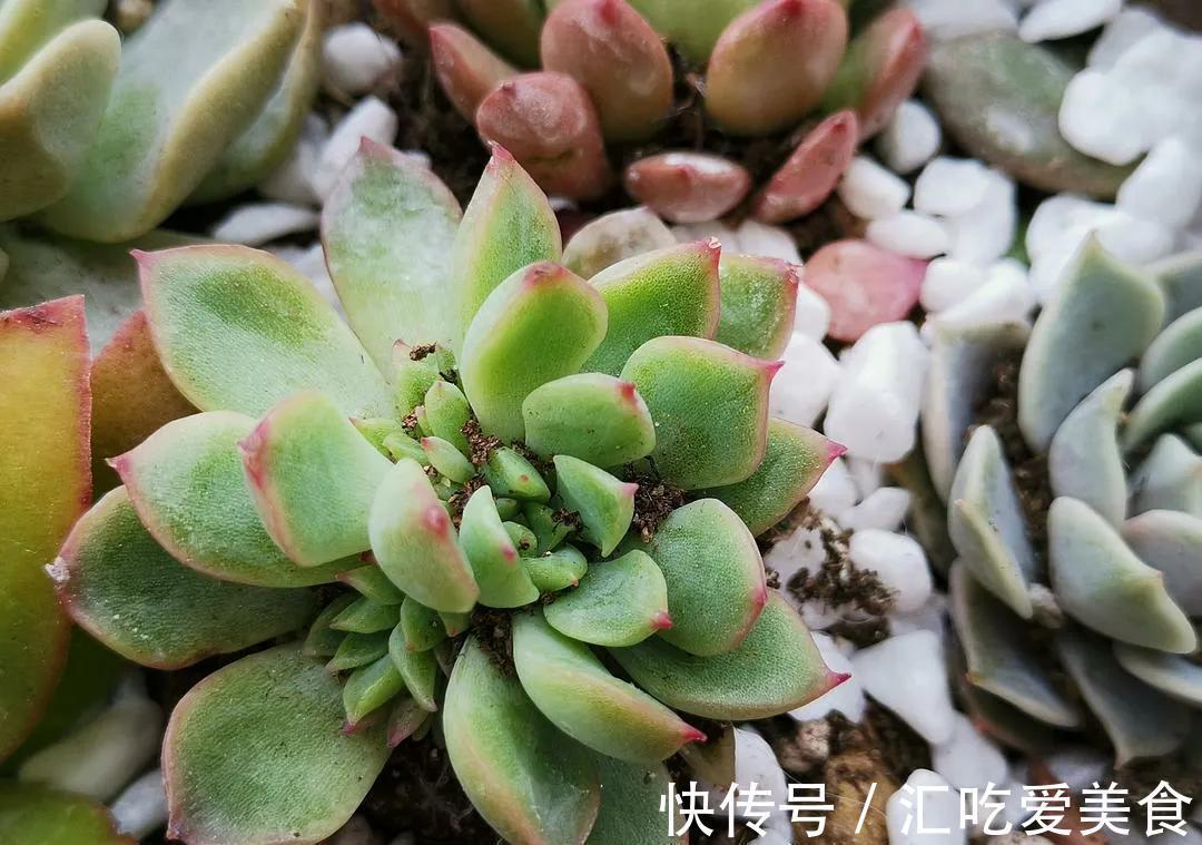 花友养多肉,都会遇到两大难,简单三步走,叶肥又鲜艳