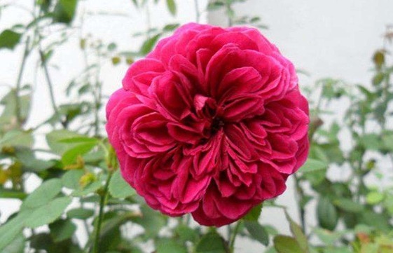 新手养花就养一盆“威廉莎士比亚”,花大色艳,花期长适合盆栽养