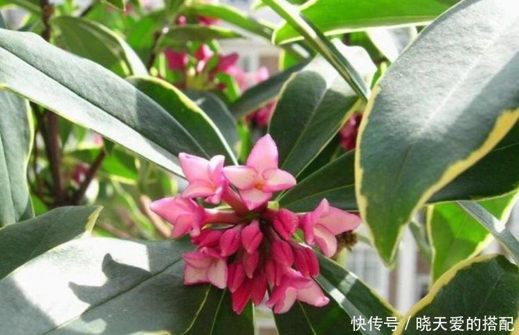 家养这些植物,改善睡眠质量,一觉睡到天亮,还好养